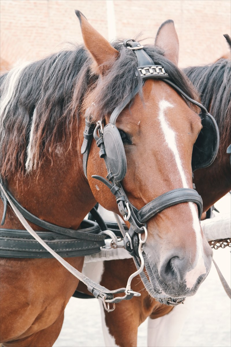 a saddled horses face viewed from the front, _front view horse face 4k