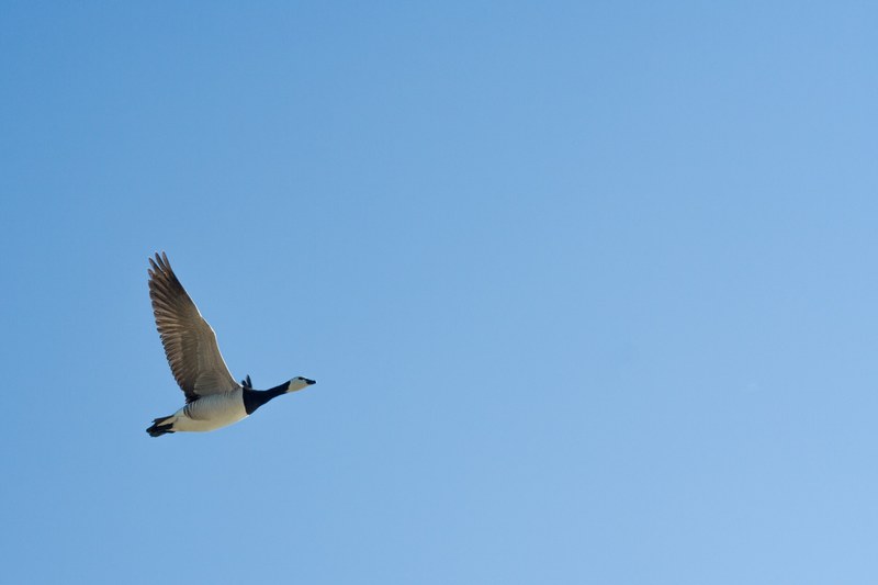 a bird flying in the sky, _bird flying 4k