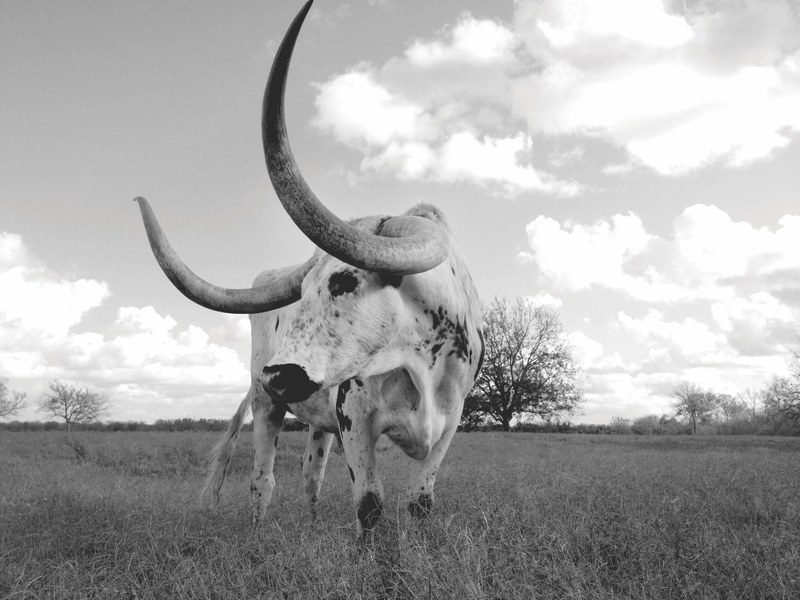 wild longhorn cow in an open pasture, profile of a longhorn 4k