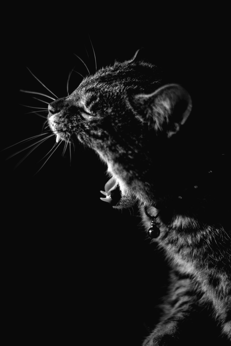 cat with fur collar and bell yawning showing sharp teeth against black background, hunger 4k