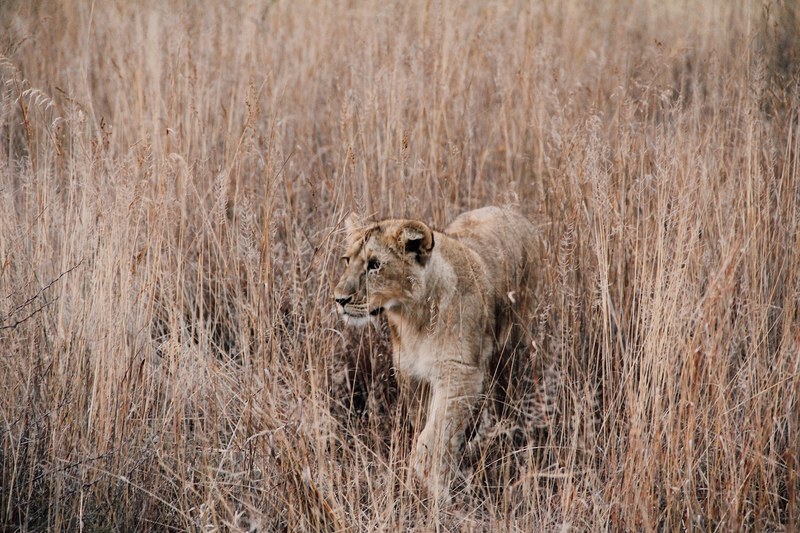 a lioness prowling in tall dry grass, on the move 4k