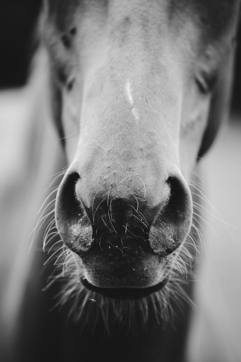 a black and white shot of a horses nuzzle, horse nuzzle in black and white 4k