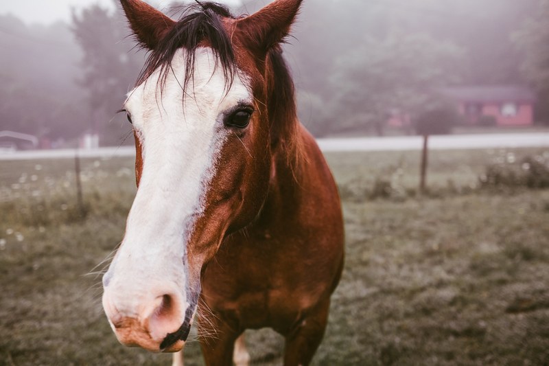 a close up of a light bay horse with a white marking on its head, light bay horse on a misty day 4k