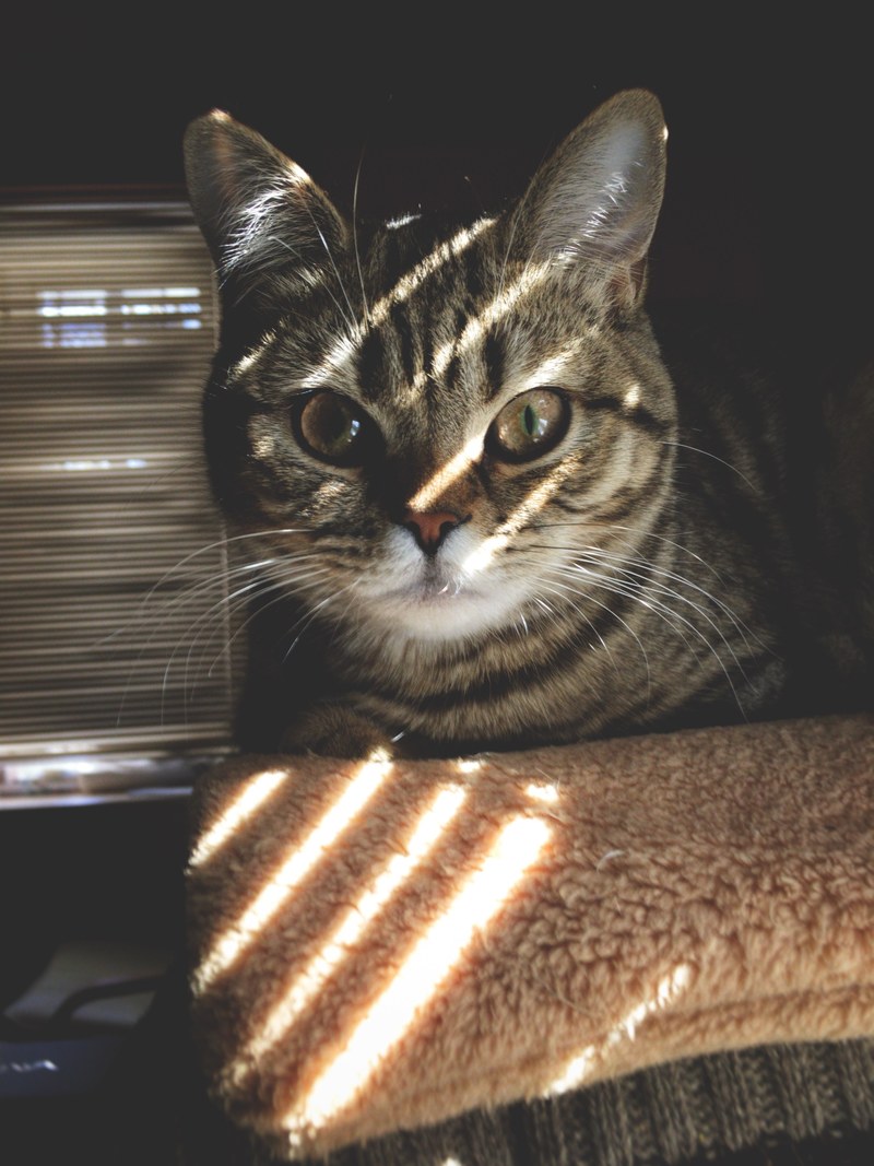 a tabby cat hiding from the sun in a shaded corner of the house, camouflage 4k