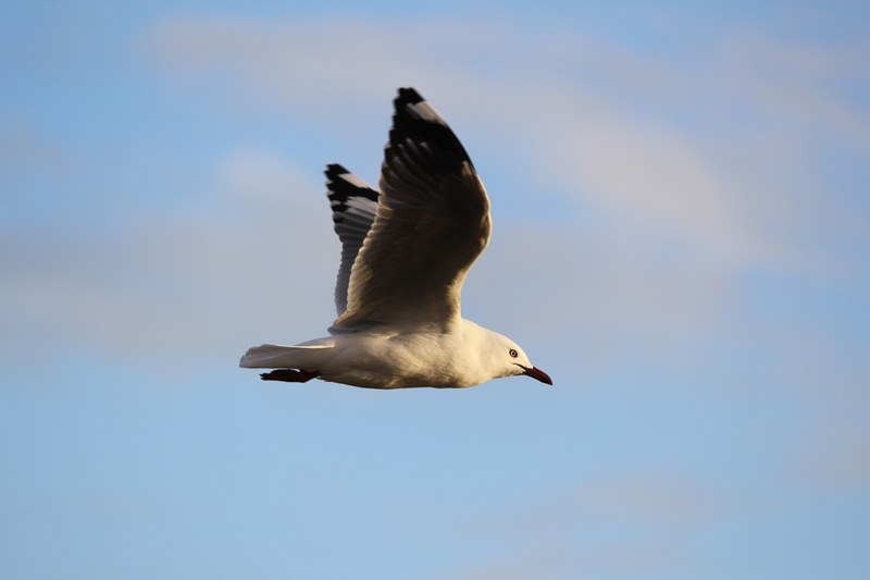 seagull in mid flight at piha beach, seagull in mid flight 4k