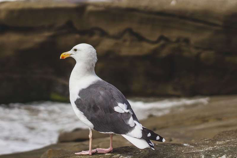 seagull bird rock and feather 4k