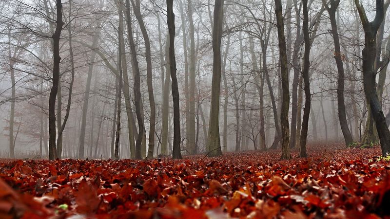 fall, foliage, forest, mist, 4k