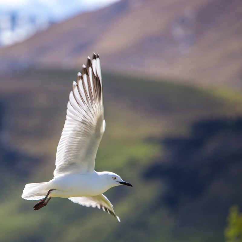 seagull bird wing and flying 4k