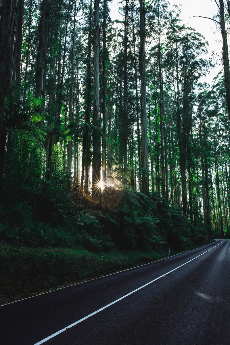 country road through the forest trees at sunrise, sun over a forest road 4k
