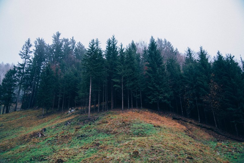 the edge of an evergreen forest with a patch of grass in autumn colors, at the edge of a conifer forest 4k