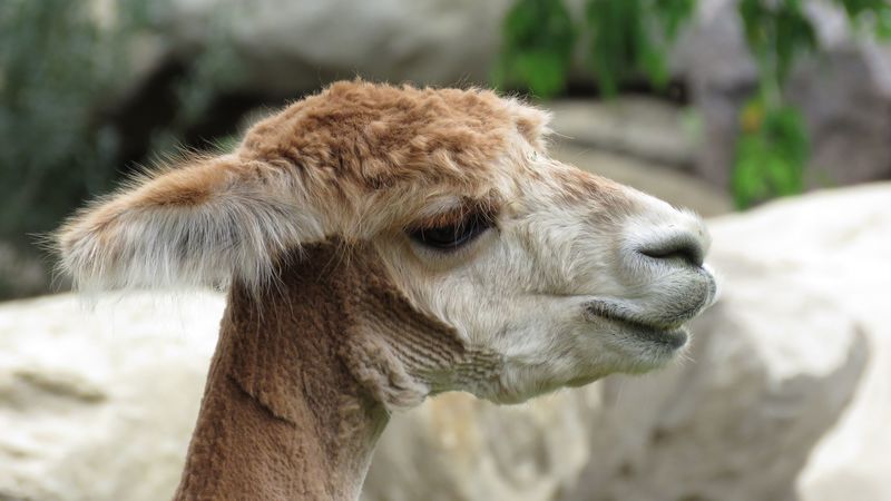 alpaca, vicuna, face, wool, 4k