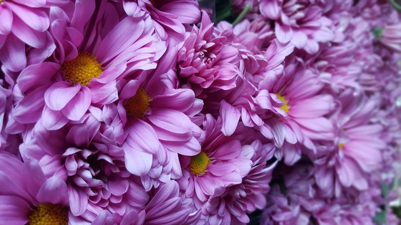 flowers, buds, lilac, 4k