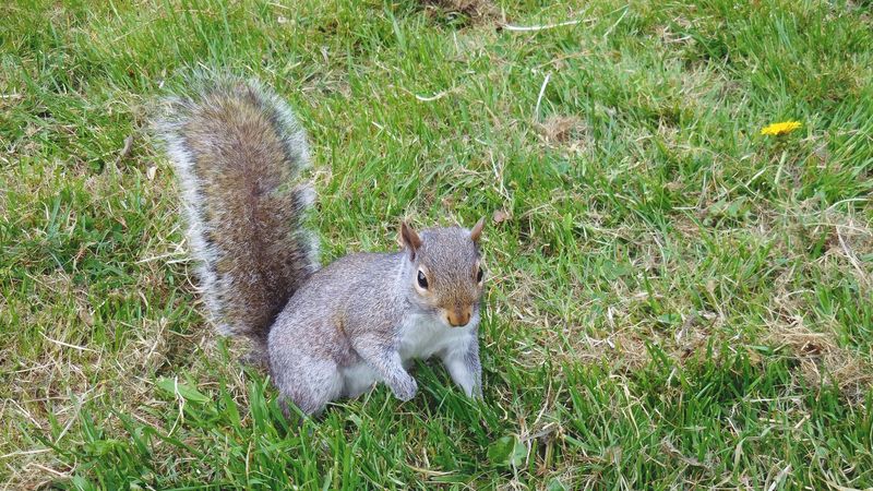 squirrel, grass, walking, playful, 4k