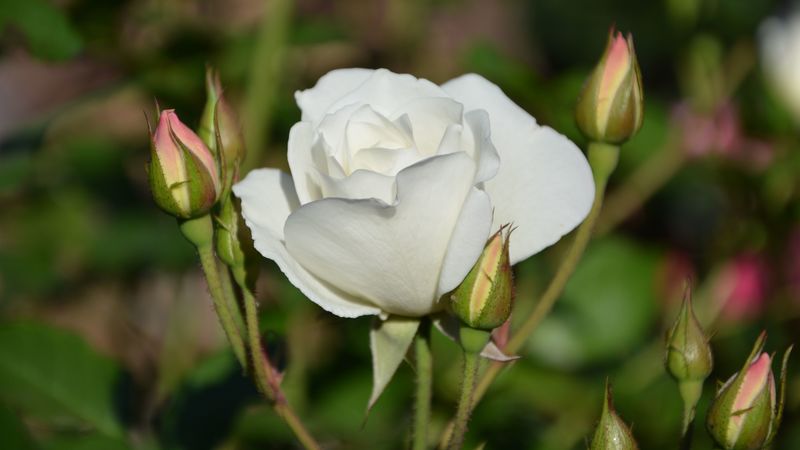 rose, bloom, bud, stem, 4k