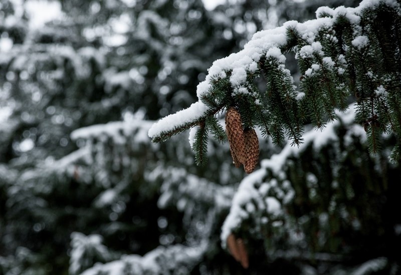 tree woodland forest and snow 4k
