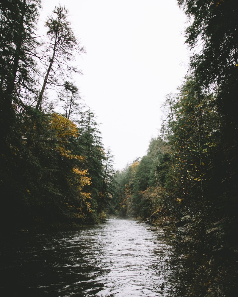 tree forest woodland and river hd, 4k