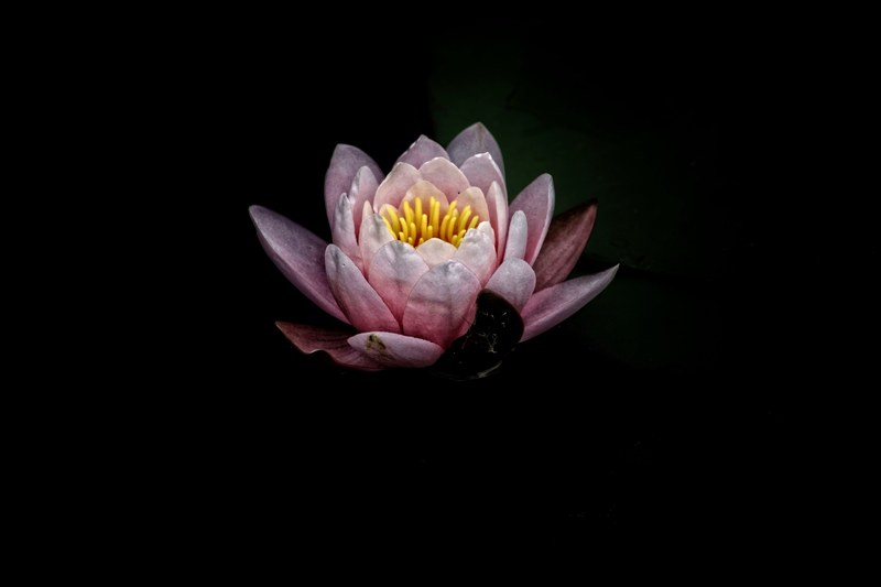 a light pink water lily against a black background, minimal water lily 4k