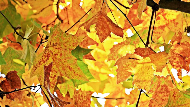 autumn, leaves, branches, tree, maple, 4k