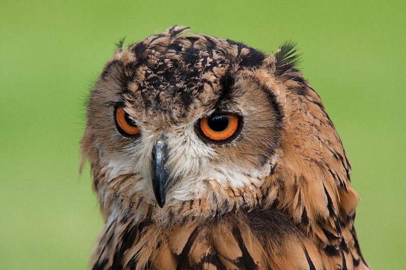 owl prey bird and eye 4k