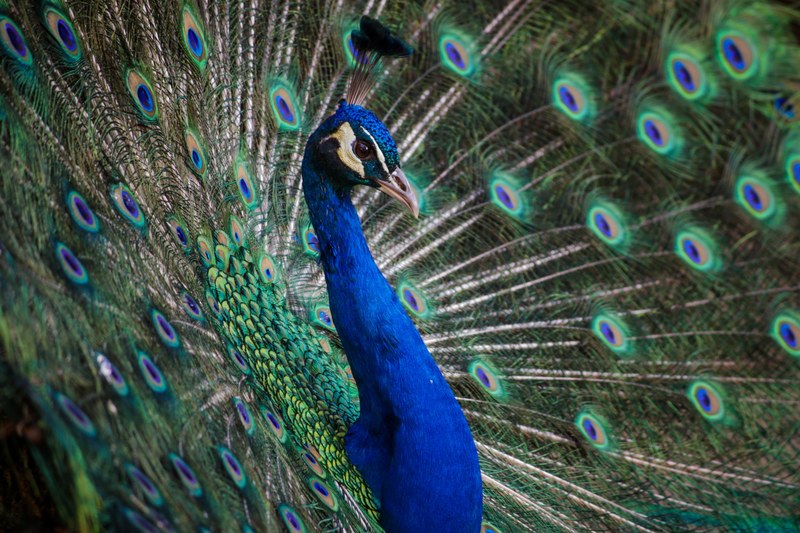 colorful peacock with a blue head and vibrant feathers proudly displays its plumage, peacock feathers 4k