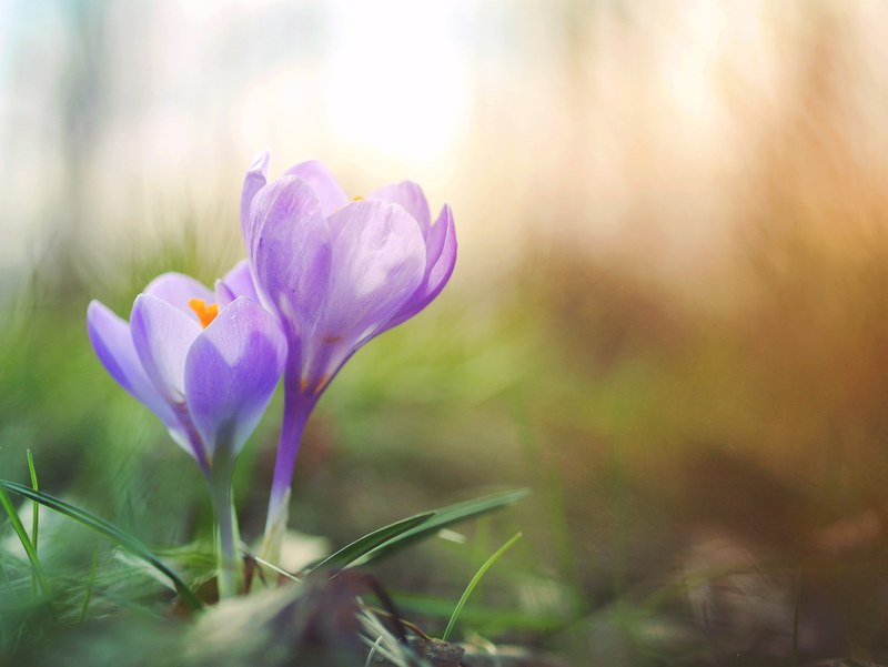 macro of two purple crocus flowers in bloom in spring, crocus pair bloom 4k