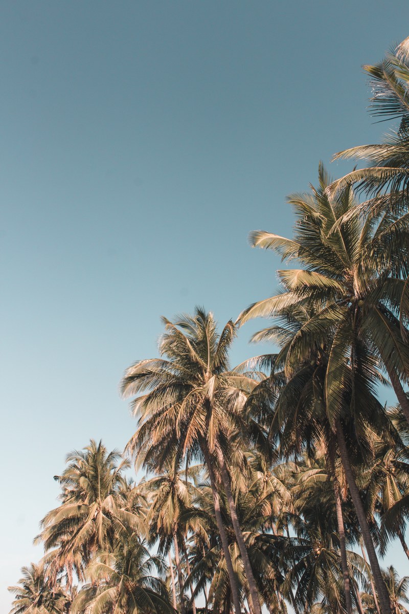 tree sky blue and palm tree hd, 4k