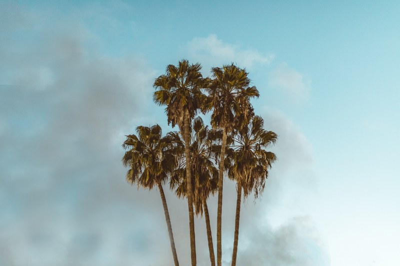 palm tree tall palm tree tree and tropical 4k