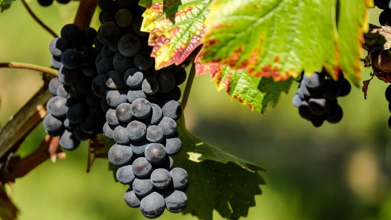 grapes, branch, berries, ripe, 4k