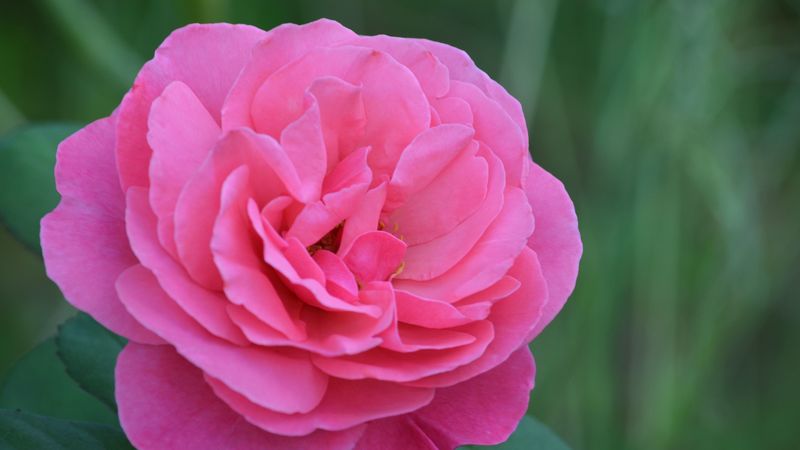 rose, bud, pink, petals, 4k