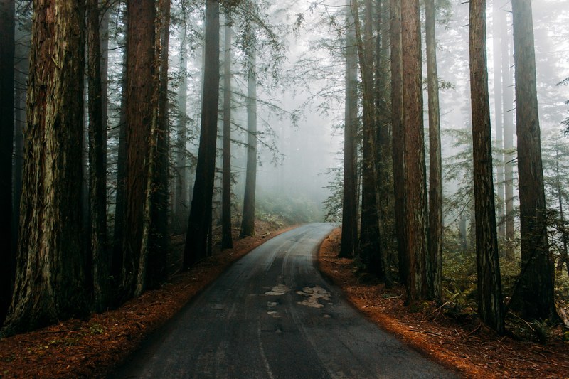 and i i took one less traveled by_ 4k