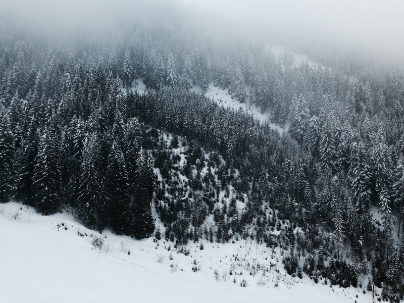 snow covered forest in austria with fog, snowy forest in austria 4k