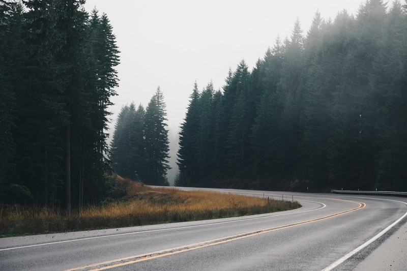 a bend in an asphalt road lined with tall coniferous trees, conifers by a road curve 4k