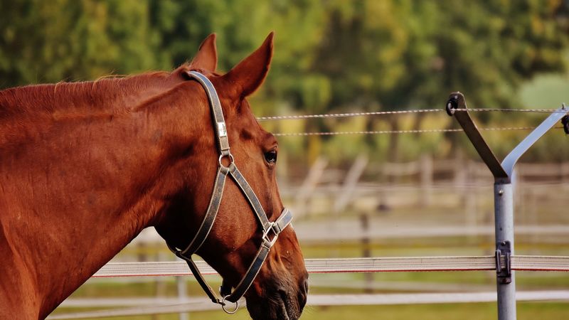 horse, stallion, corral, meadow, pasture, 4k
