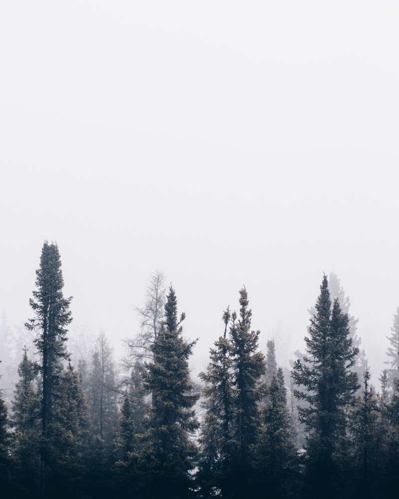tall pine trees shrouded in mist against a pale sky, pine trees under a pale sky 4k