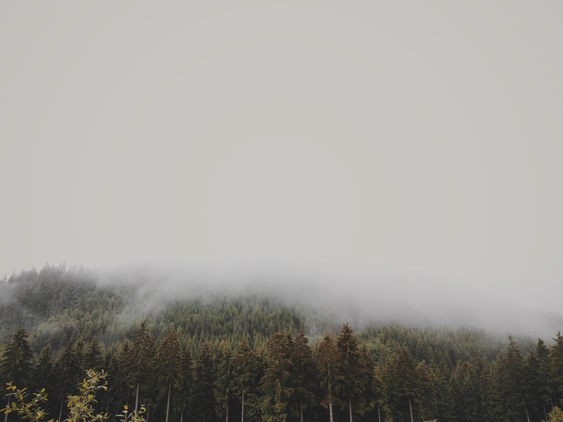 a thick fog descending from a wooded slope, mist coming down from the hilltop 4k