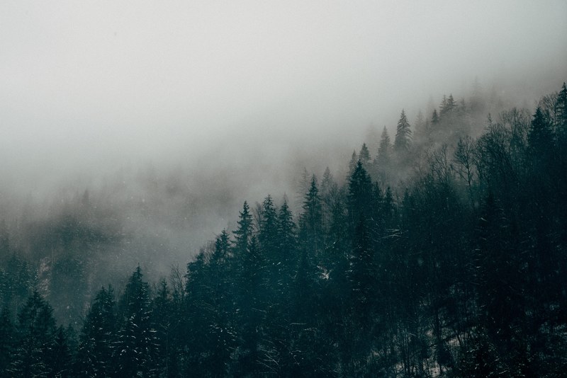 snow on evergreen trees wreathed in thick fog, evergreen forest in snow 4k