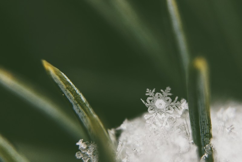 single snowflake crystal falls into a pile of ice on pine needles, unique nature 4k