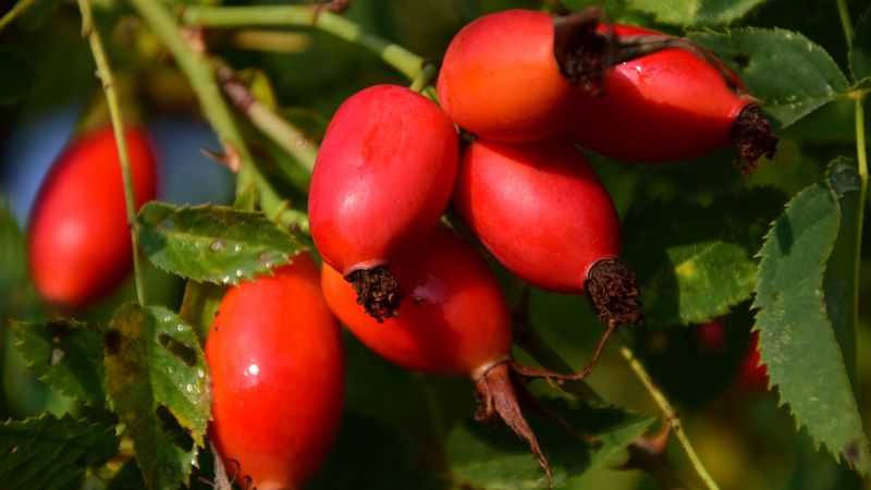 rosehips, berries, branch, 4k