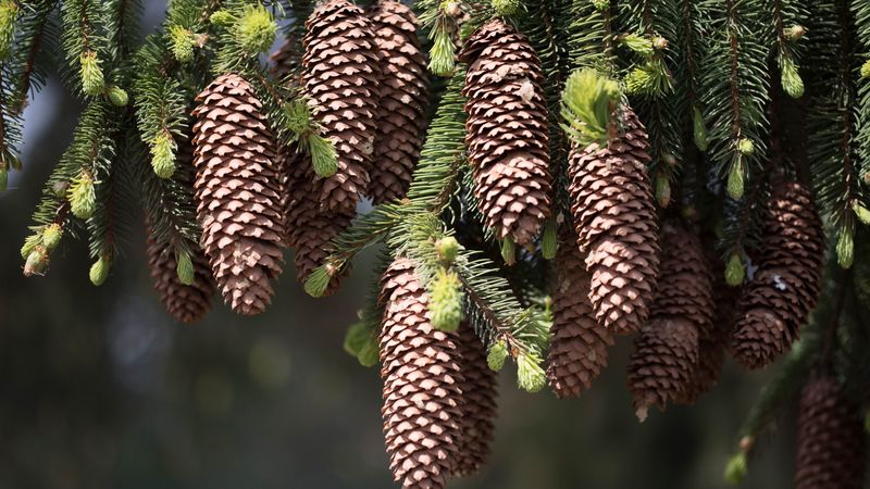 cones, fir, pine needles, thorns, twigs, 4k