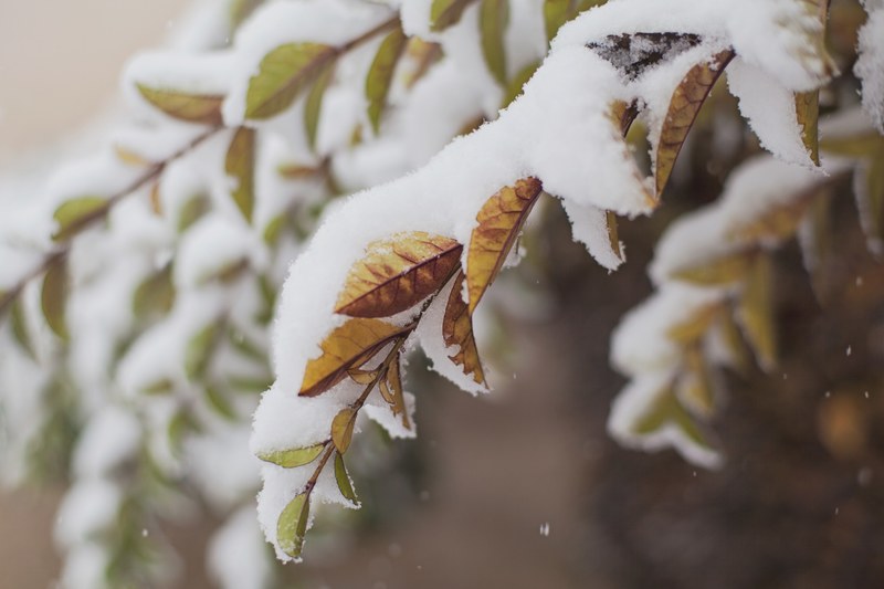 a close up of snow on leaves and branches in the winter in romania, snow covered leaves on a branch 4k
