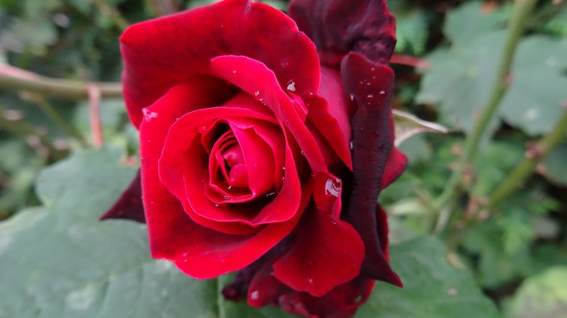 rose, bud, red, drops, 4k