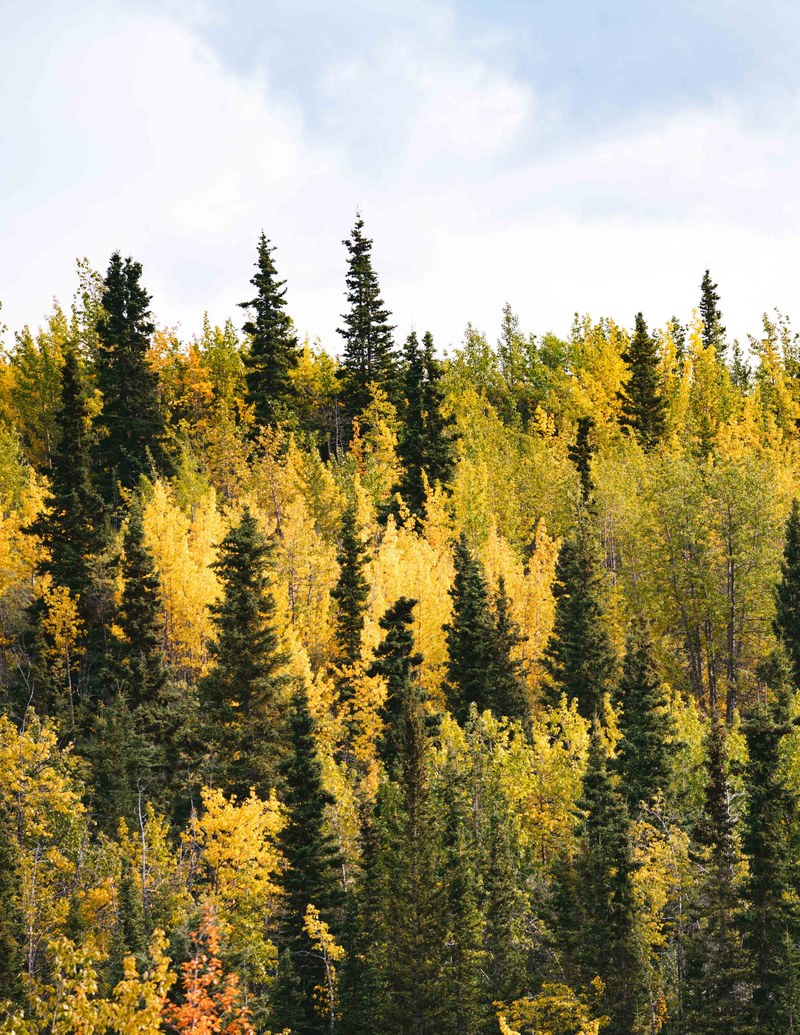 a forest full of tall narrow trees of varying colors, _tall narrow forest trees 4k