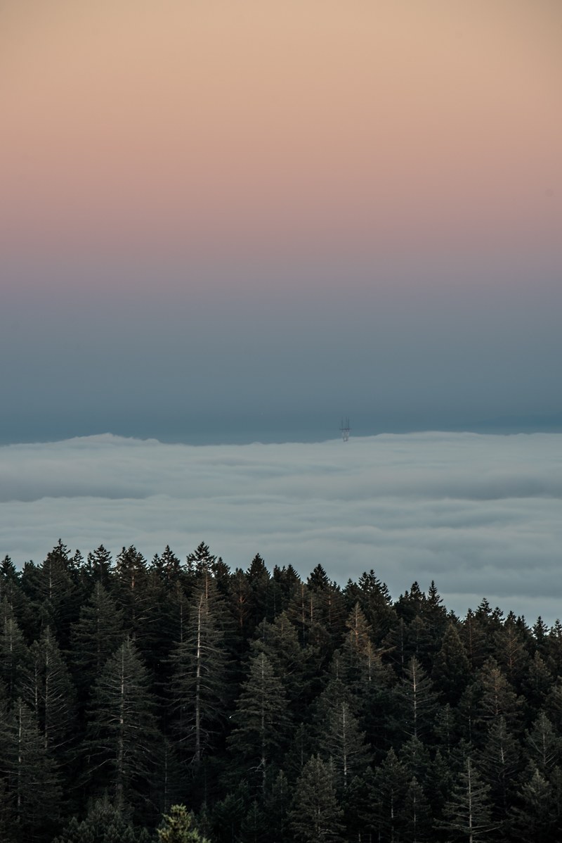ocean waves past a forest viewed from a drone, _low fog over the city 4k