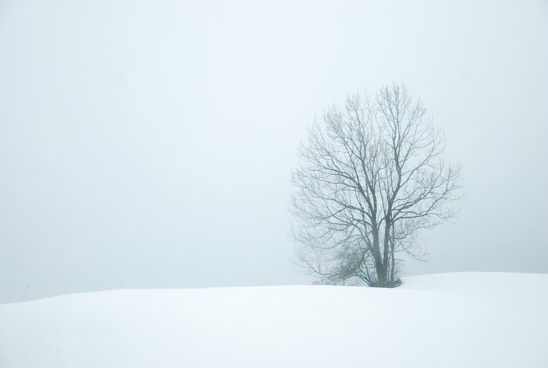 a tree in the snow on a foggy white winter day, tree in fog and snow 4k