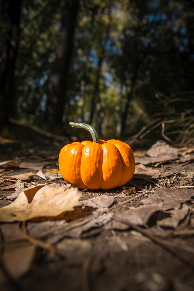 pumpkin leaves trees and fall hd, 4k