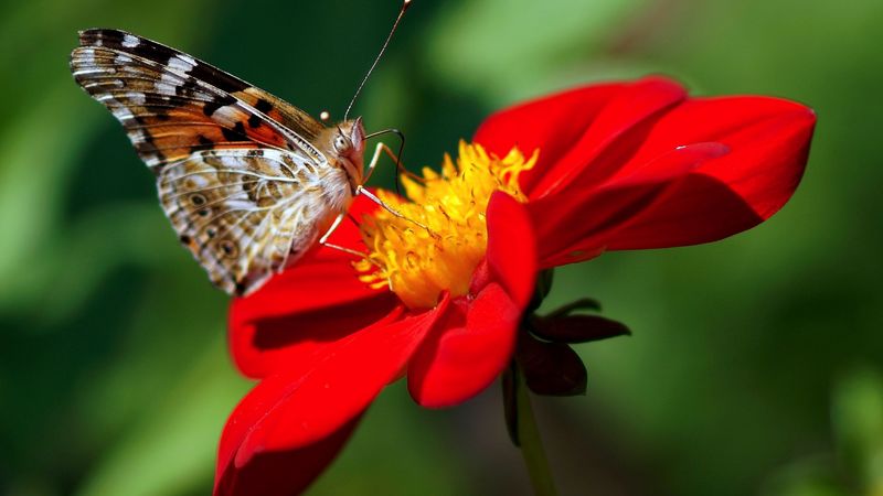 dahlia, butterfly, flower, 4k