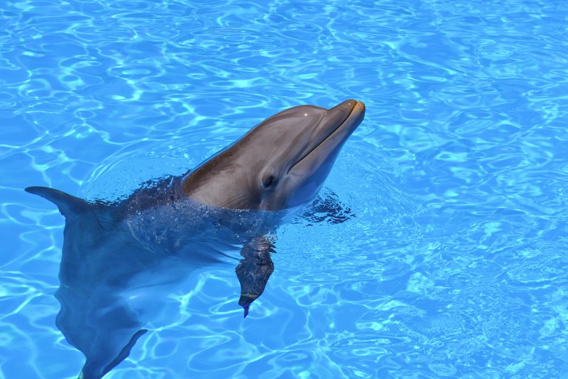 playful dolphin sticking head out of water in pool in loro park, dolphin 4k
