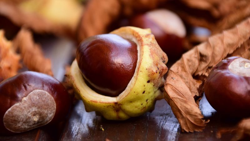 chestnut, fruit, ripe, 4k