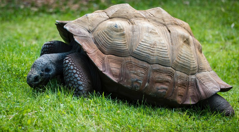 tortoise grass animal and shell 4k