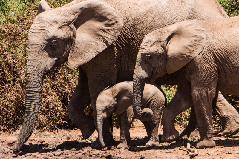 herd of elephants with a baby elephant walk through the dirt, eles in addo 4k